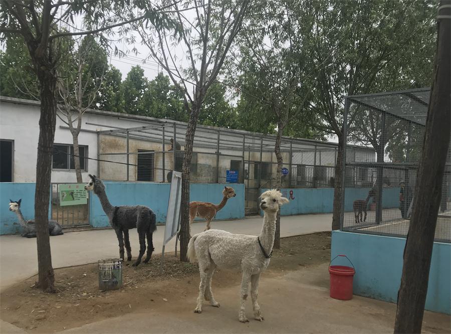 天鵝湖風(fēng)景區(qū)（泰山）速覽！(圖4)