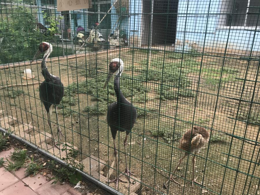 天鵝湖風(fēng)景區(qū)（泰山）速覽！(圖6)