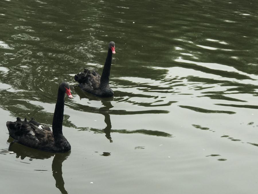 天鵝湖風(fēng)景區(qū)（泰山）速覽！(圖13)