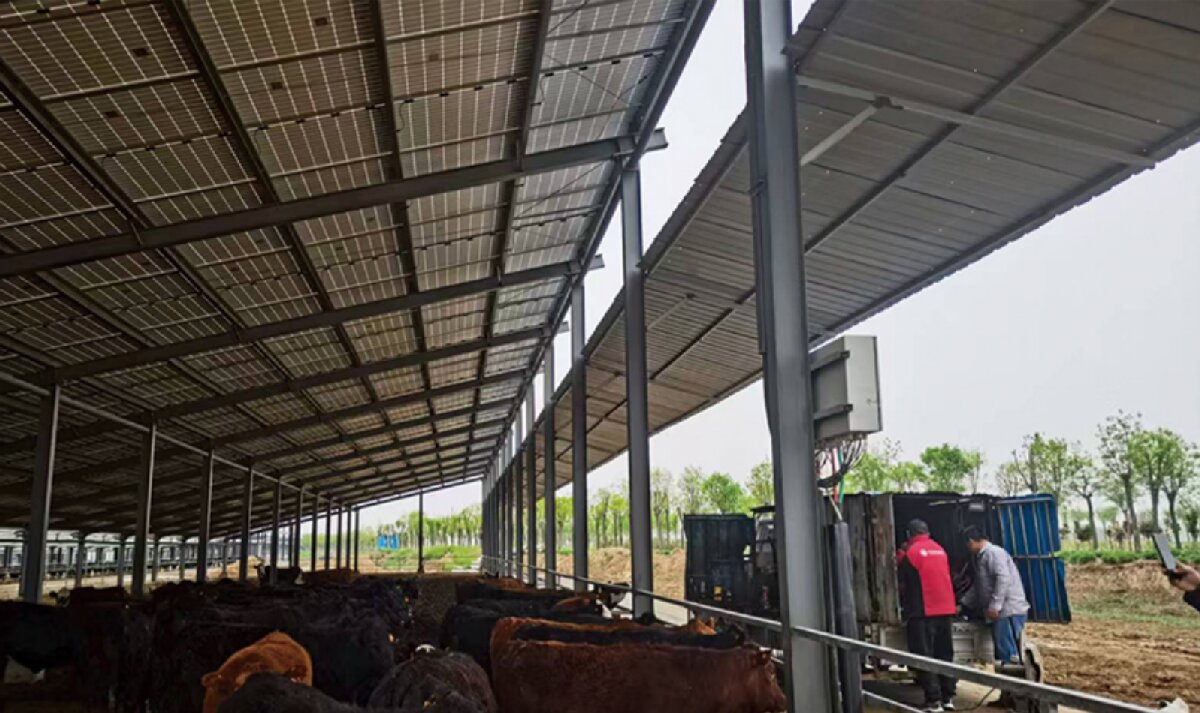 信橋鋼構(gòu)：打卡蒙陰農(nóng)業(yè)溫室大棚、青州黑牛養(yǎng)殖基地！(圖4)